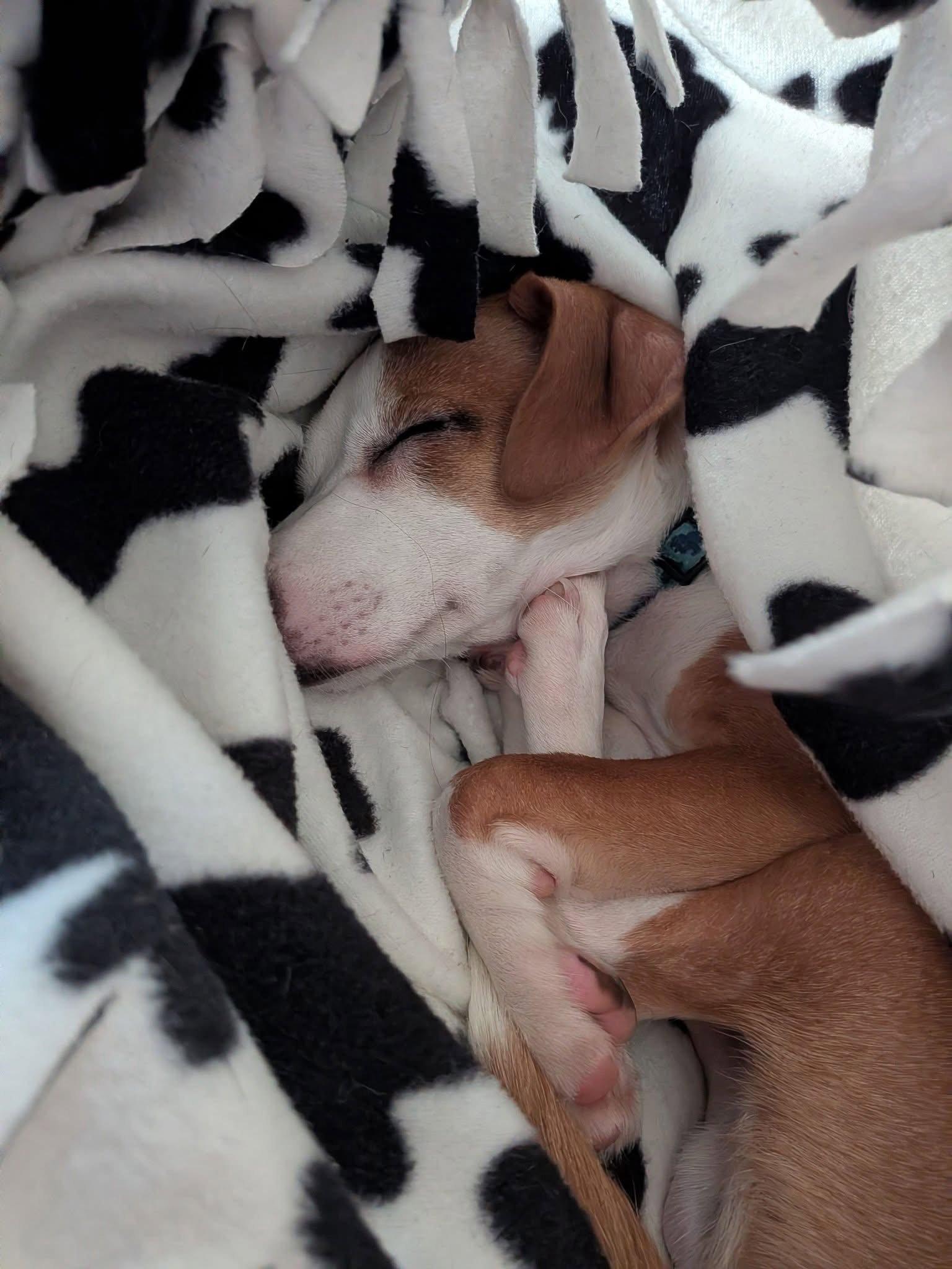Yoshi, Adoptable, Puppy Male Mixed Breed.