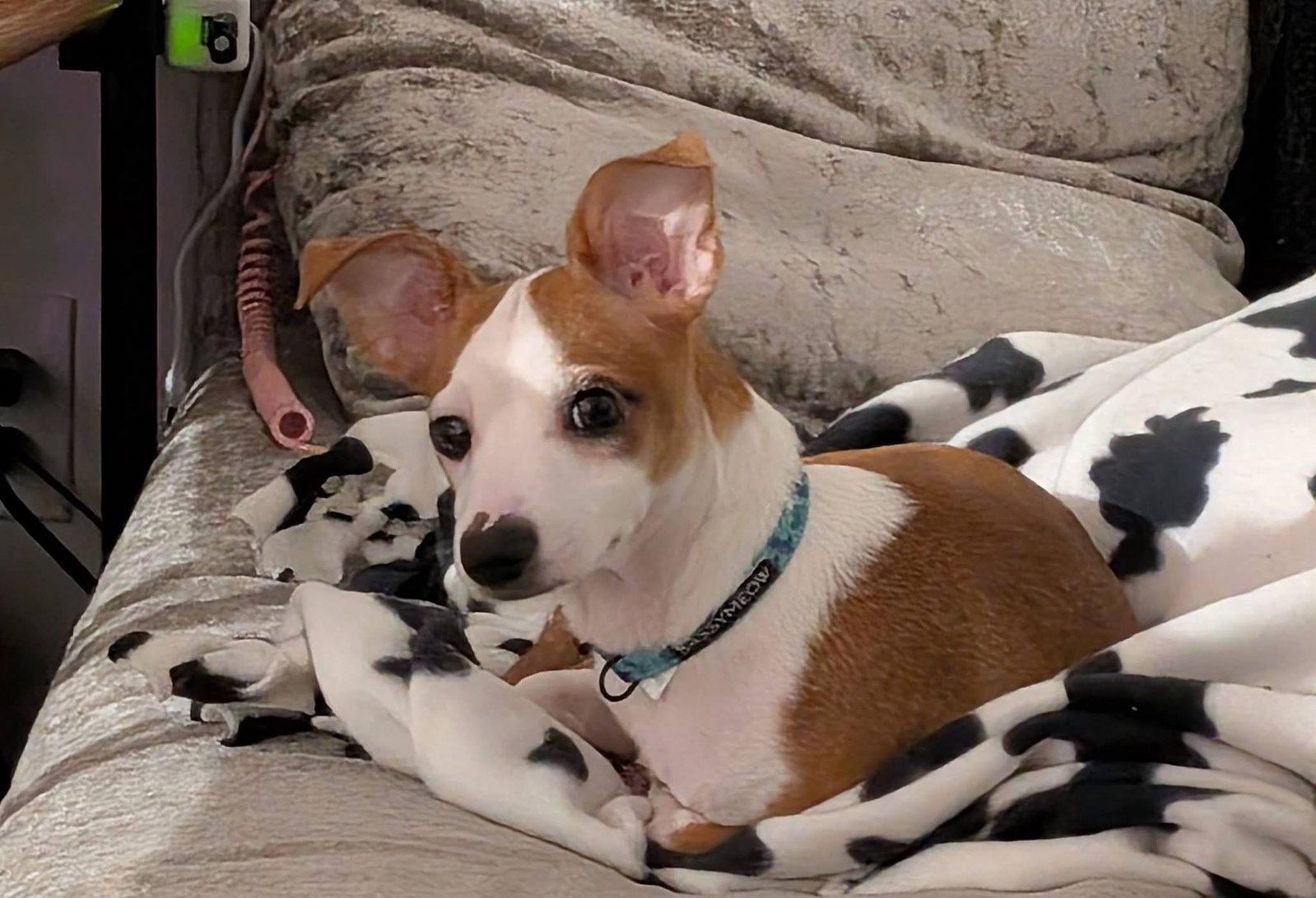 Enlarge Yoshi, a Adoptable Mixed Breed in Cincinnati, OH image 3/3
