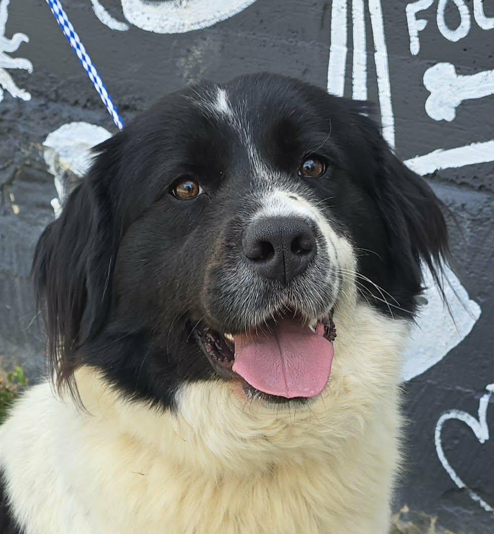 Lea, adopted, Young Female Newfoundland Dog.