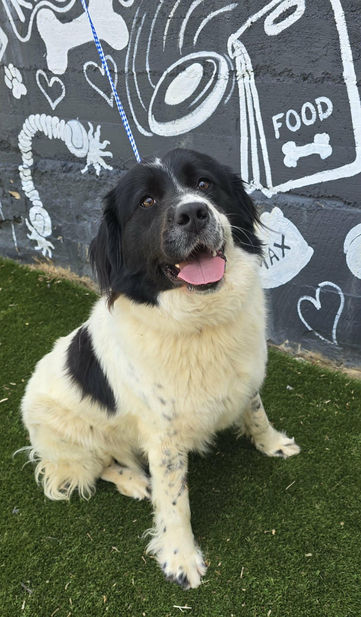 Lea, an adopted mixed breed in Newport, TN image 3/4