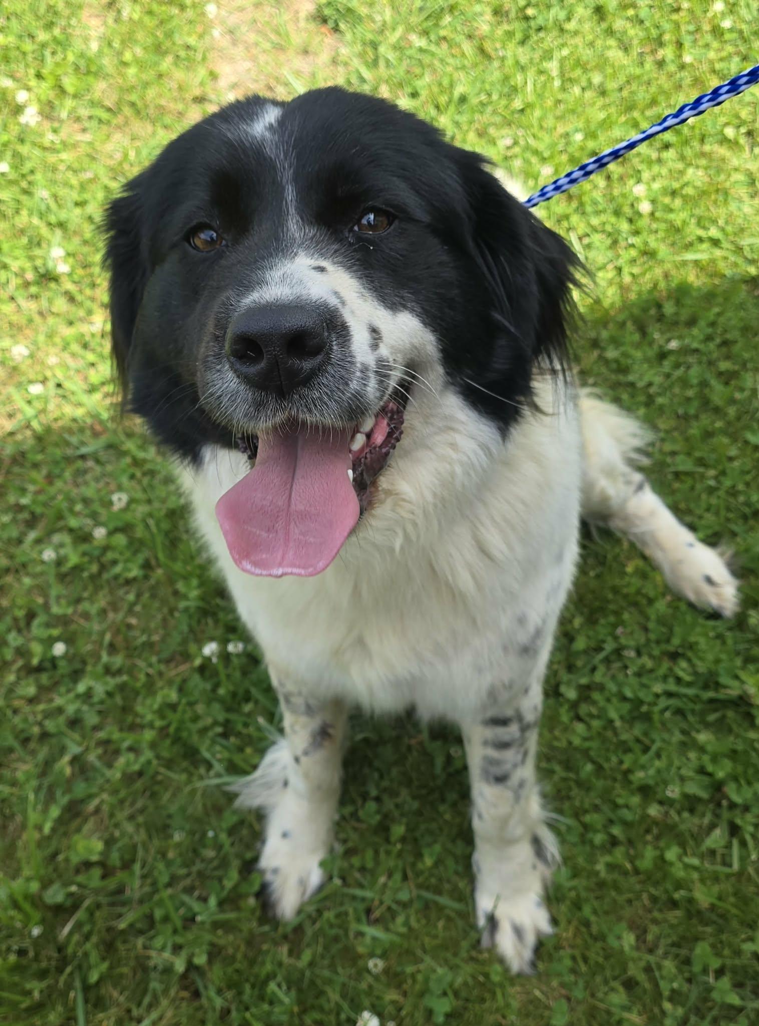 Lea, an adopted mixed breed in Newport, TN image 4/4