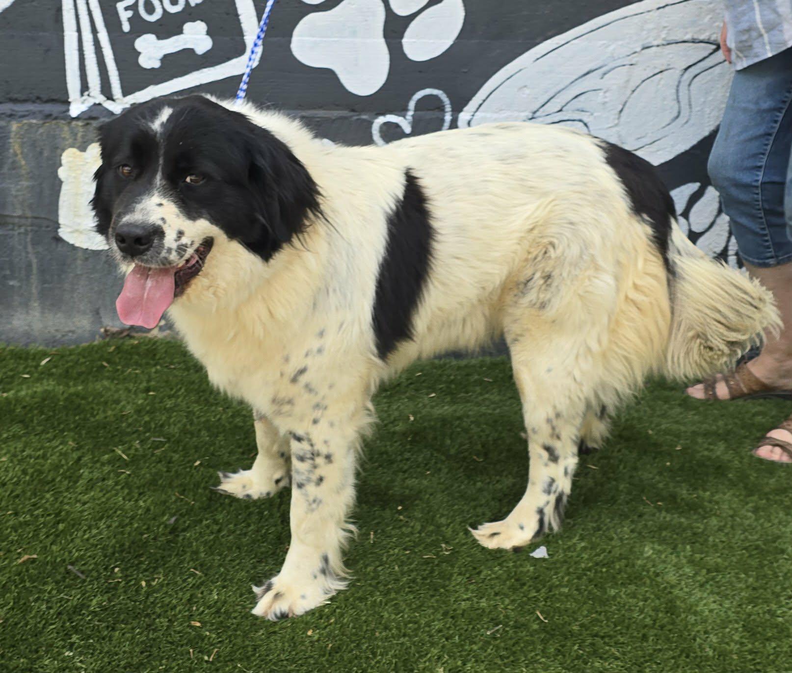 Lea, an adopted mixed breed in Newport, TN image 2/4