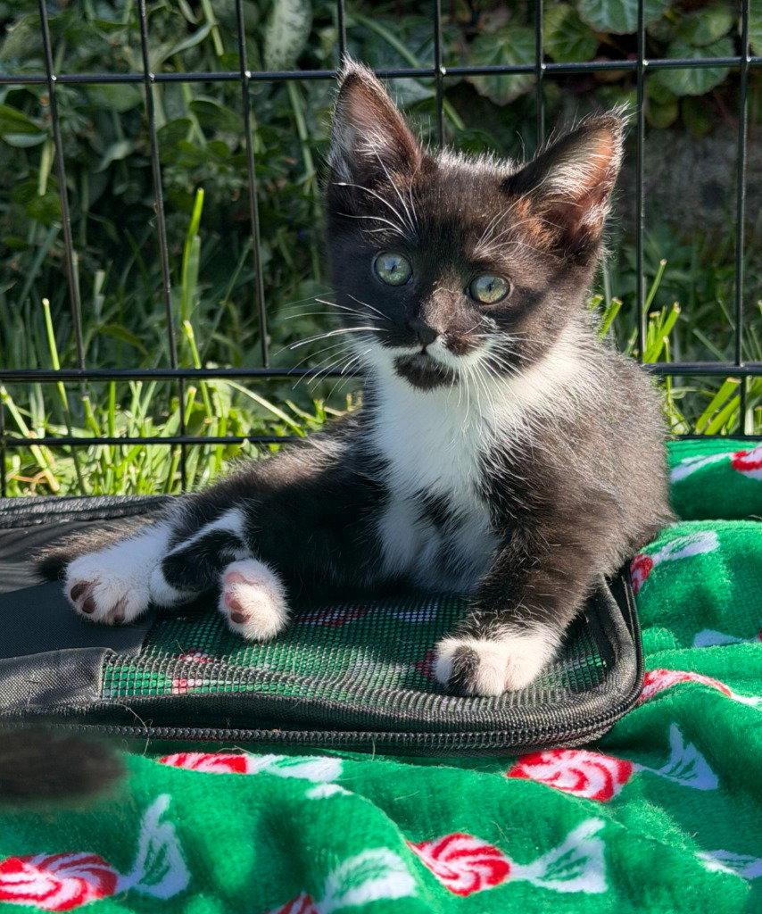 26-09 Iona, Adoptable, Kitten Female Domestic Short Hair.