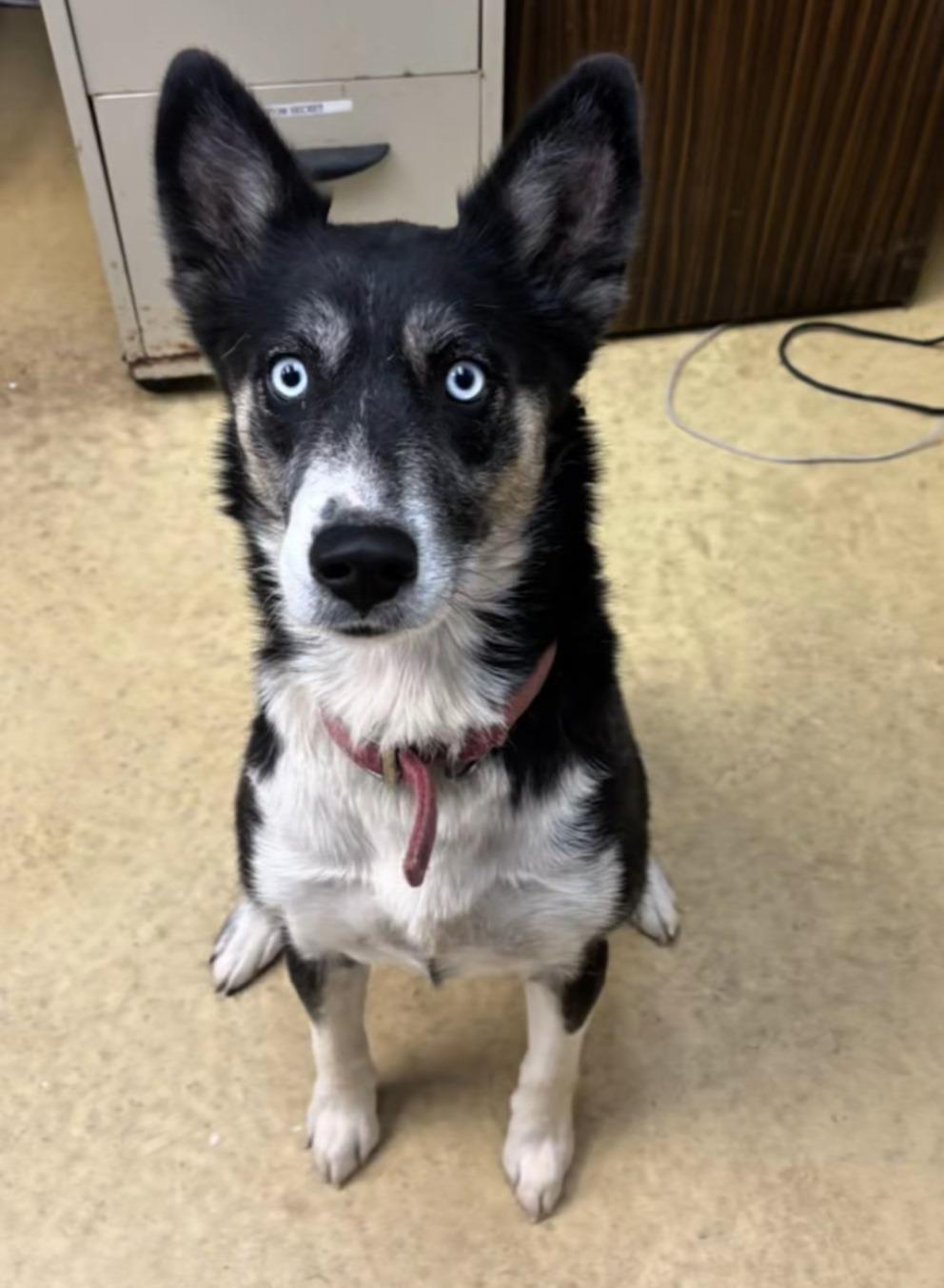 Enlarge Luna, a ADOPTABLE mixed breed in New Castle, IN image 1/1