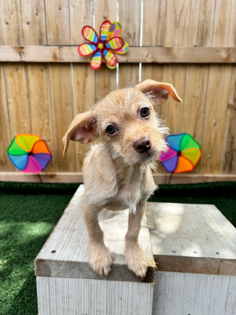 Sugar, Adopted, Puppy Female Chihuahua & Terrier.