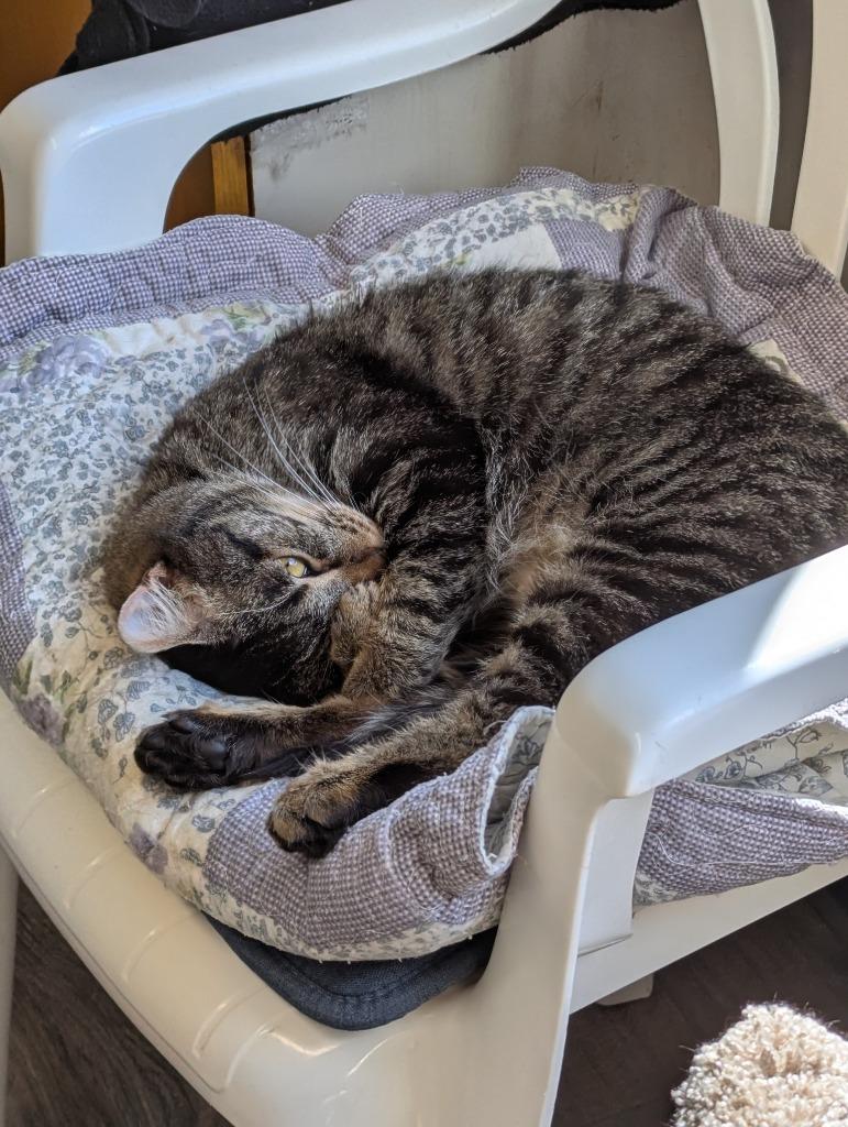 Meg, Adoptable, Young Female Domestic Short Hair.