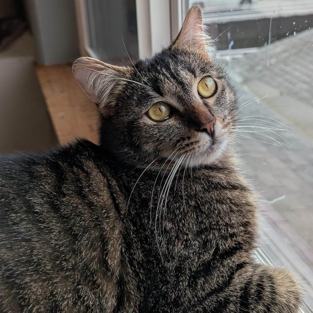 Meg, a Adoptable mixed breed in Aberdeen, WA image 2/3