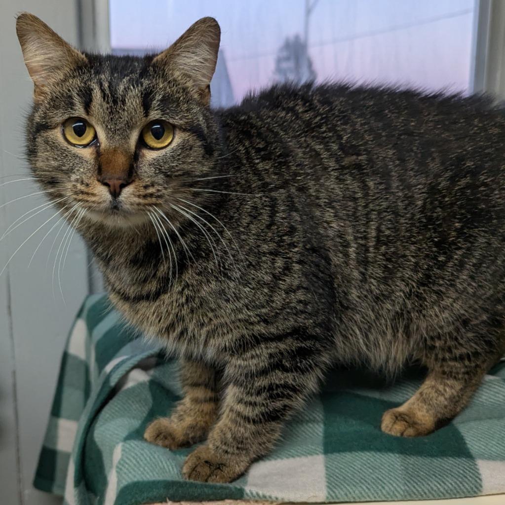 Meg, a Adoptable mixed breed in Aberdeen, WA image 3/3