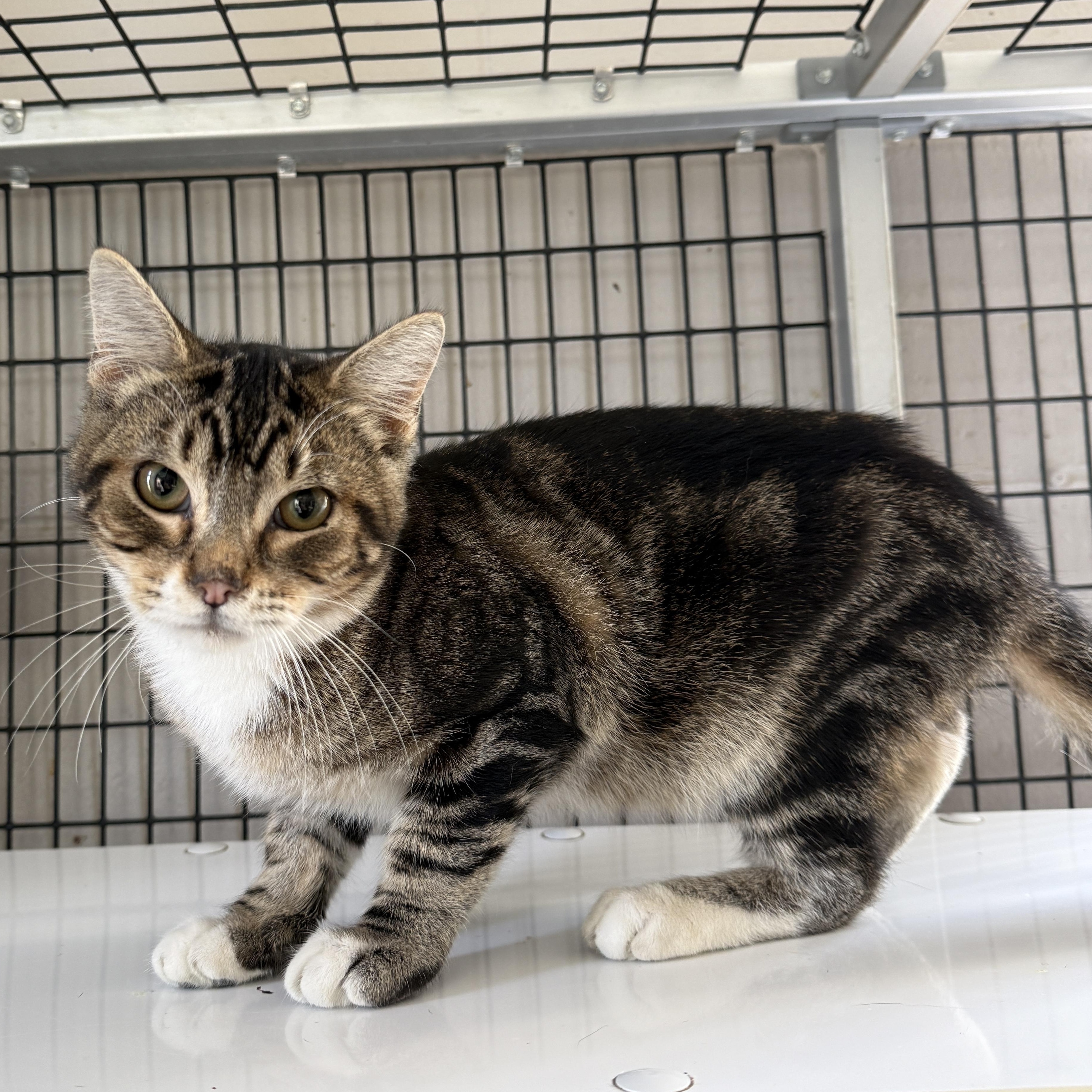Bobble, Adoptable, Young Male Domestic Short Hair.