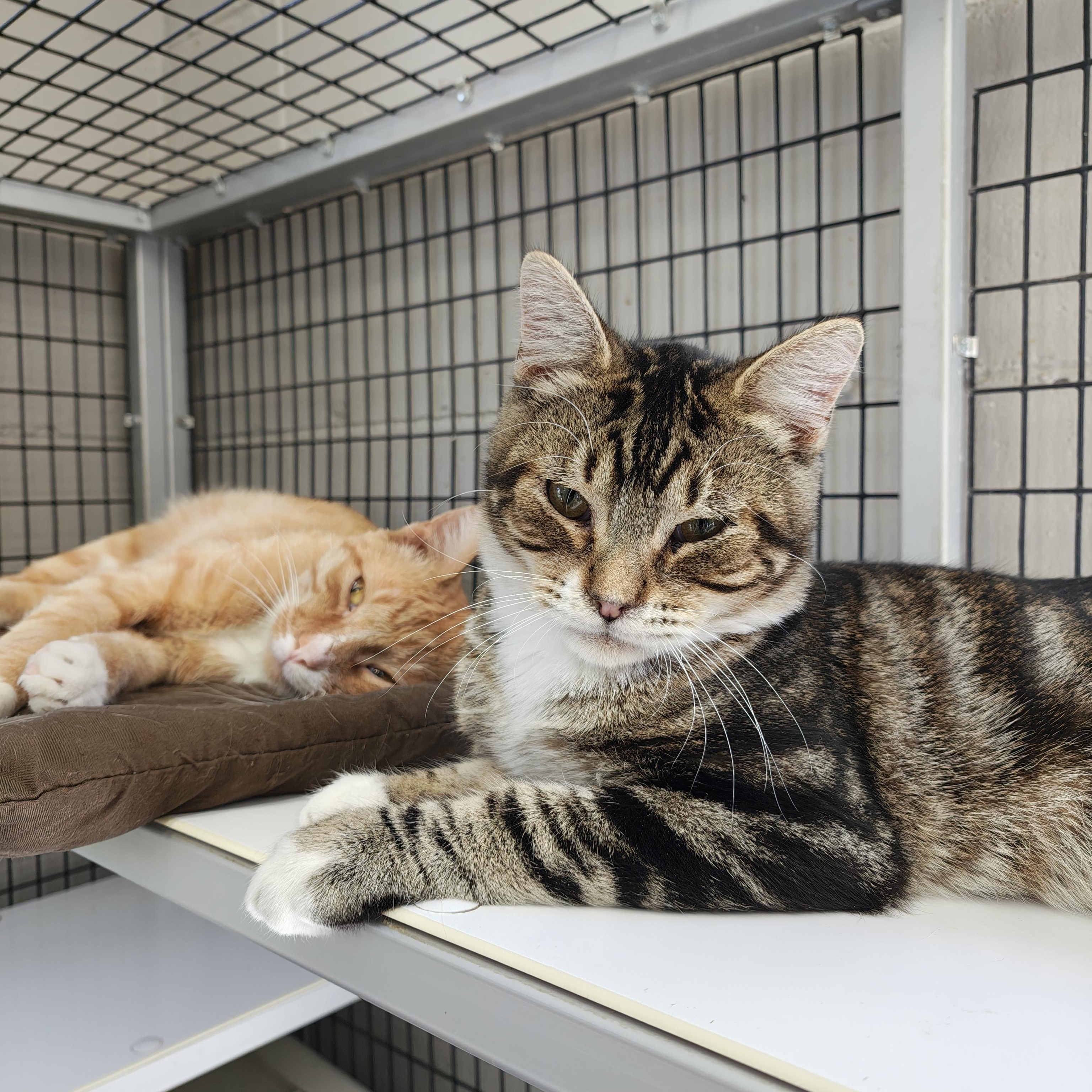 Enlarge Bobble, a Adoptable Domestic Short Hair in Oconto, WI image 1/4