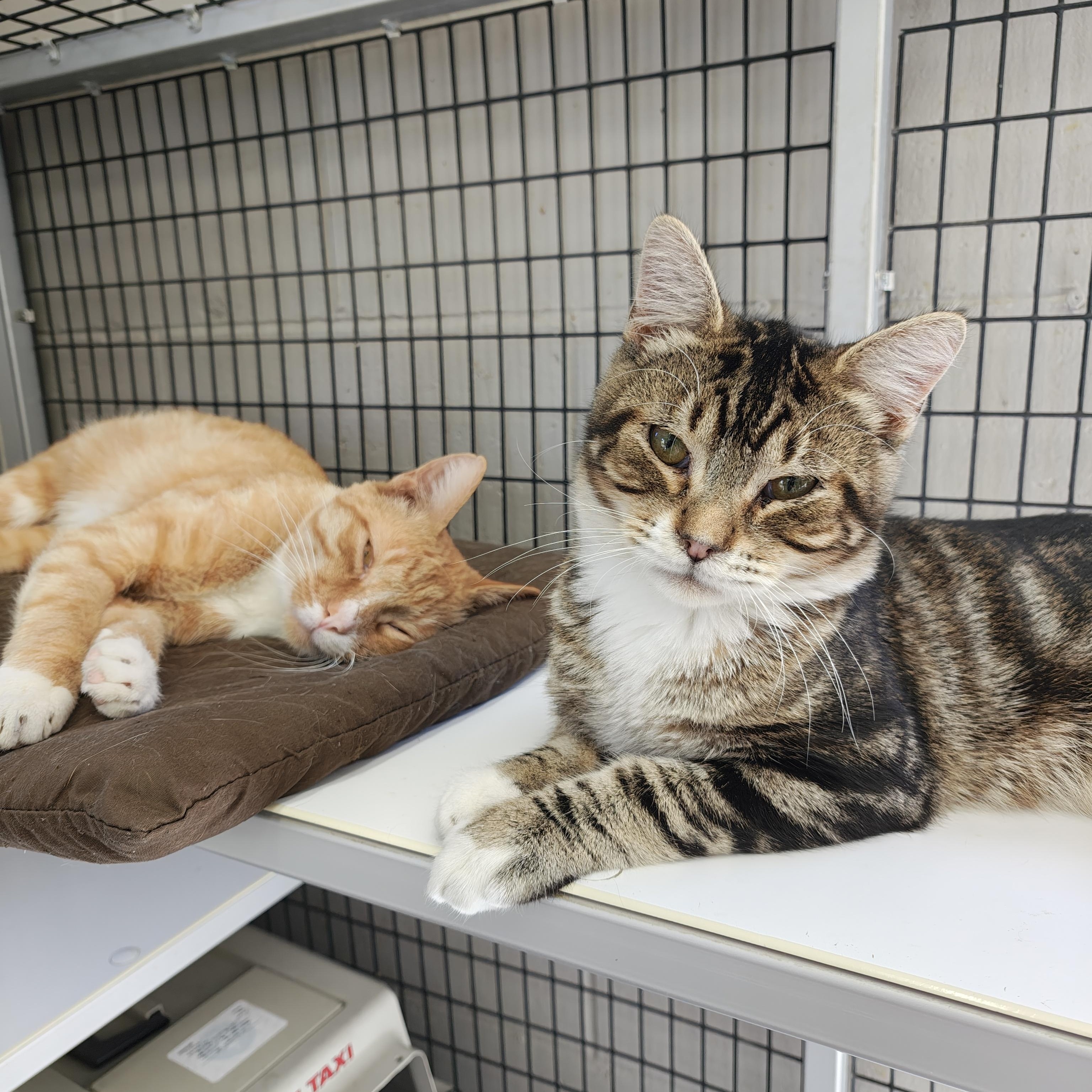 Enlarge Bobble, a Adoptable Domestic Short Hair in Oconto, WI image 3/4