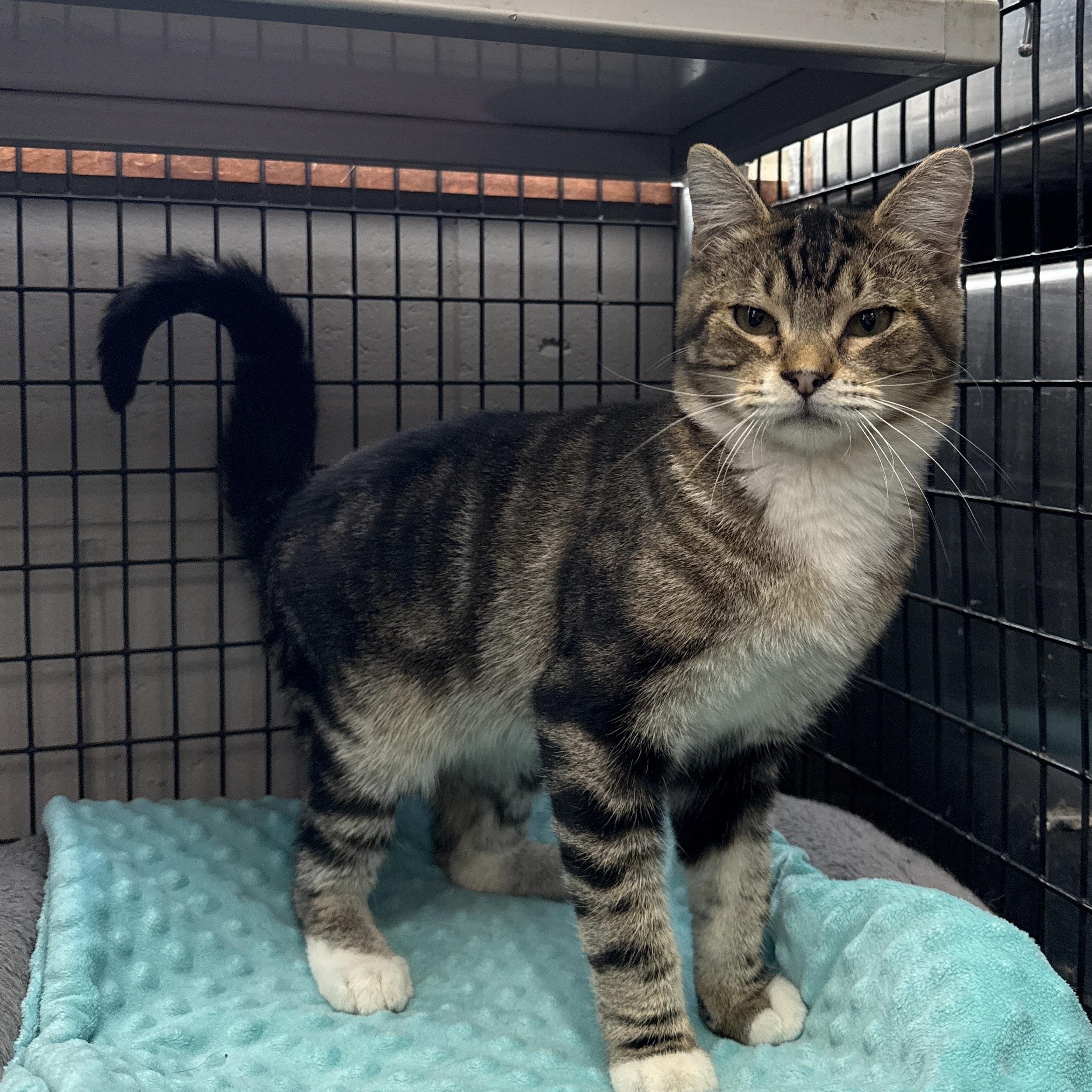 Enlarge Bobble, a Adoptable Domestic Short Hair in Oconto, WI image 4/4
