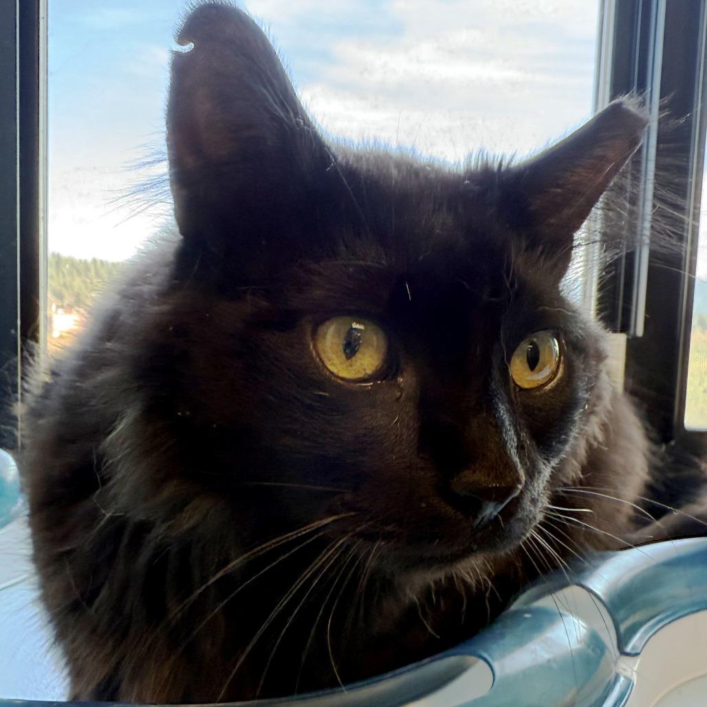 Enlarge Mr. Meowgi, a Adoptable Domestic Medium Hair in Pagosa Springs, CO image 1/3