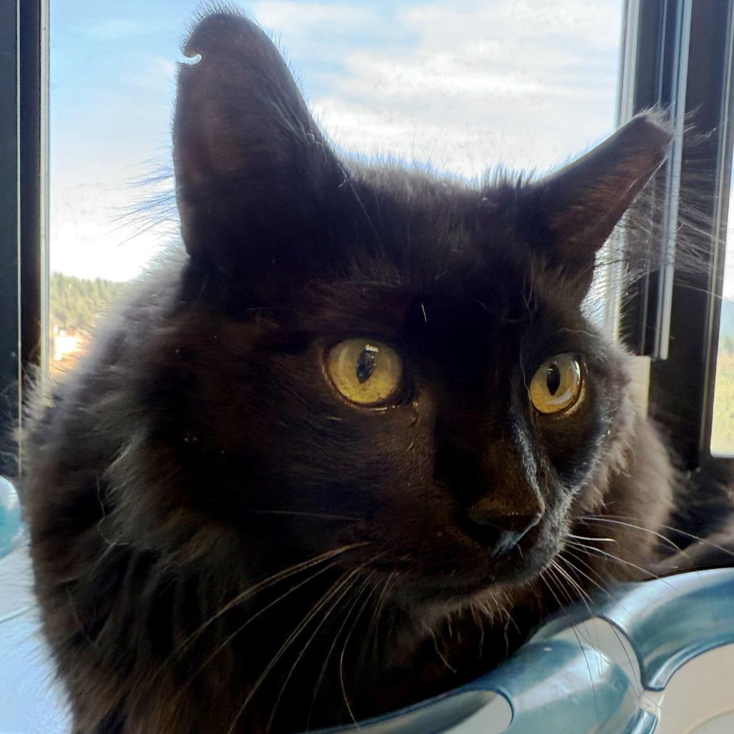Enlarge Mr. Meowgi, a Adoptable Domestic Medium Hair in Pagosa Springs, CO image 2/3