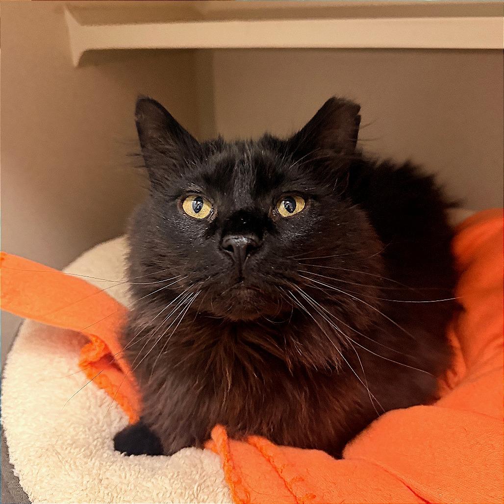 Enlarge Mr. Meowgi, a Adoptable Domestic Medium Hair in Pagosa Springs, CO image 3/3