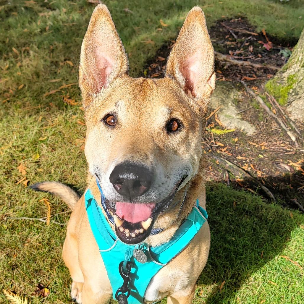Bobby, Adoptable, Senior Male Bull Terrier & Alaskan Malamute.