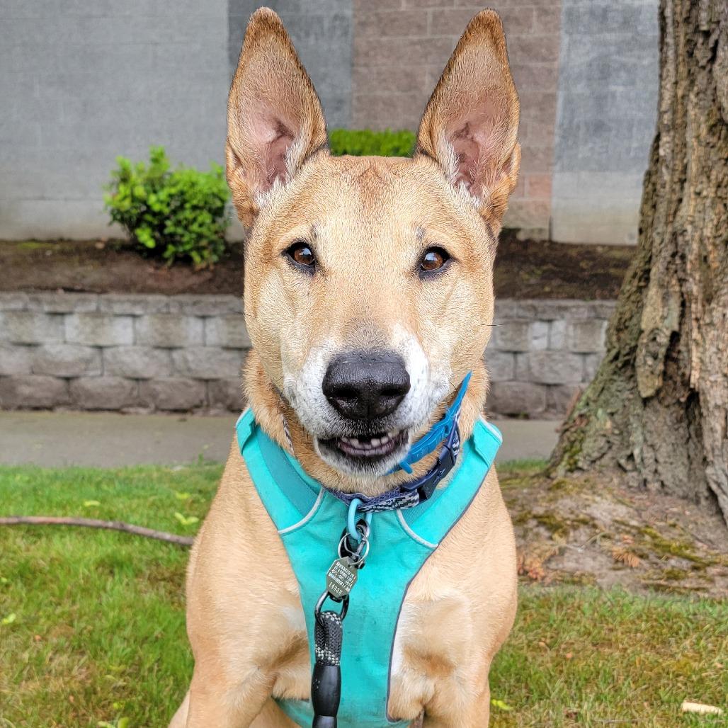 Enlarge Bobby, a Adoptable mixed breed in Woodinville, WA image 2/6
