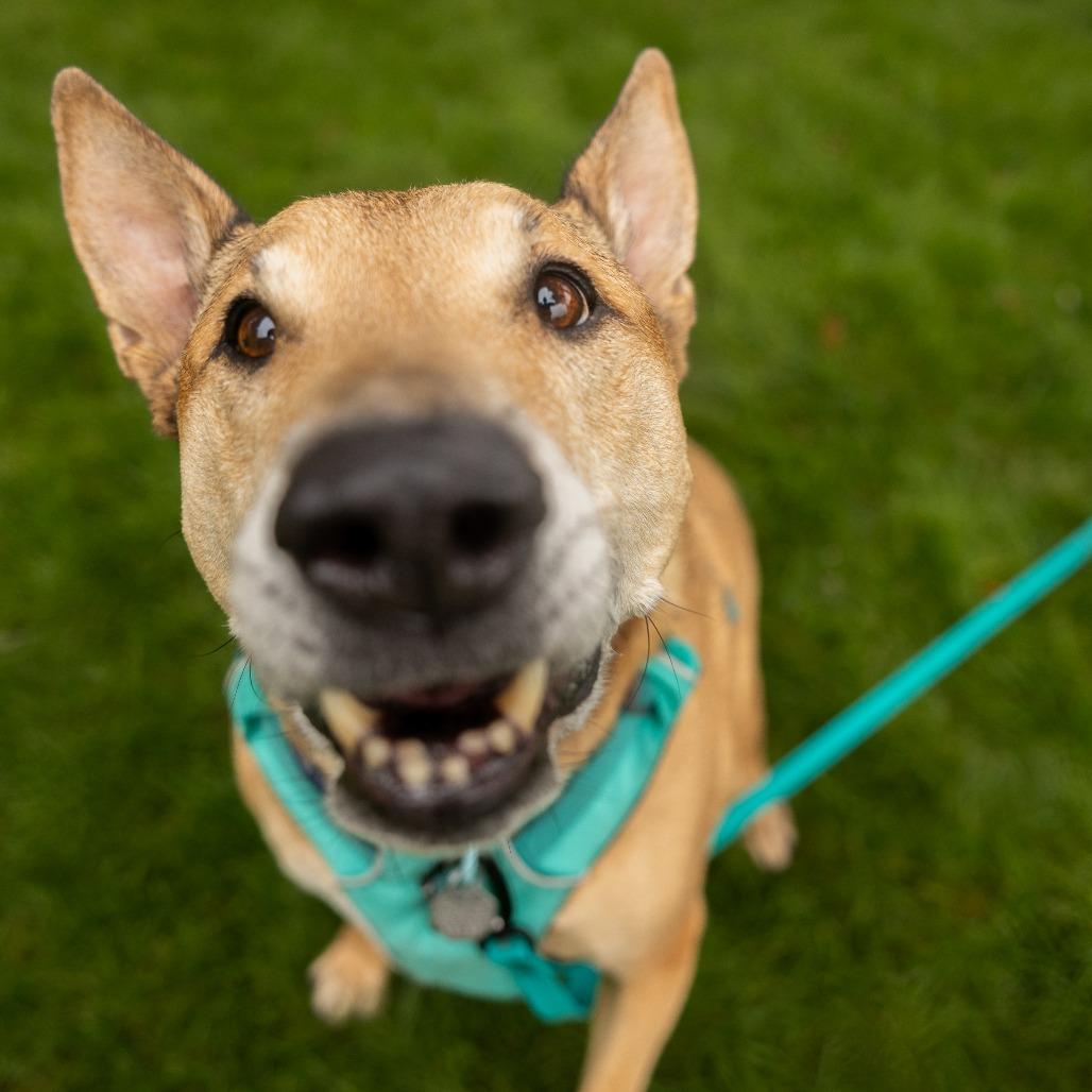 Enlarge Bobby, a Adoptable mixed breed in Woodinville, WA image 3/6