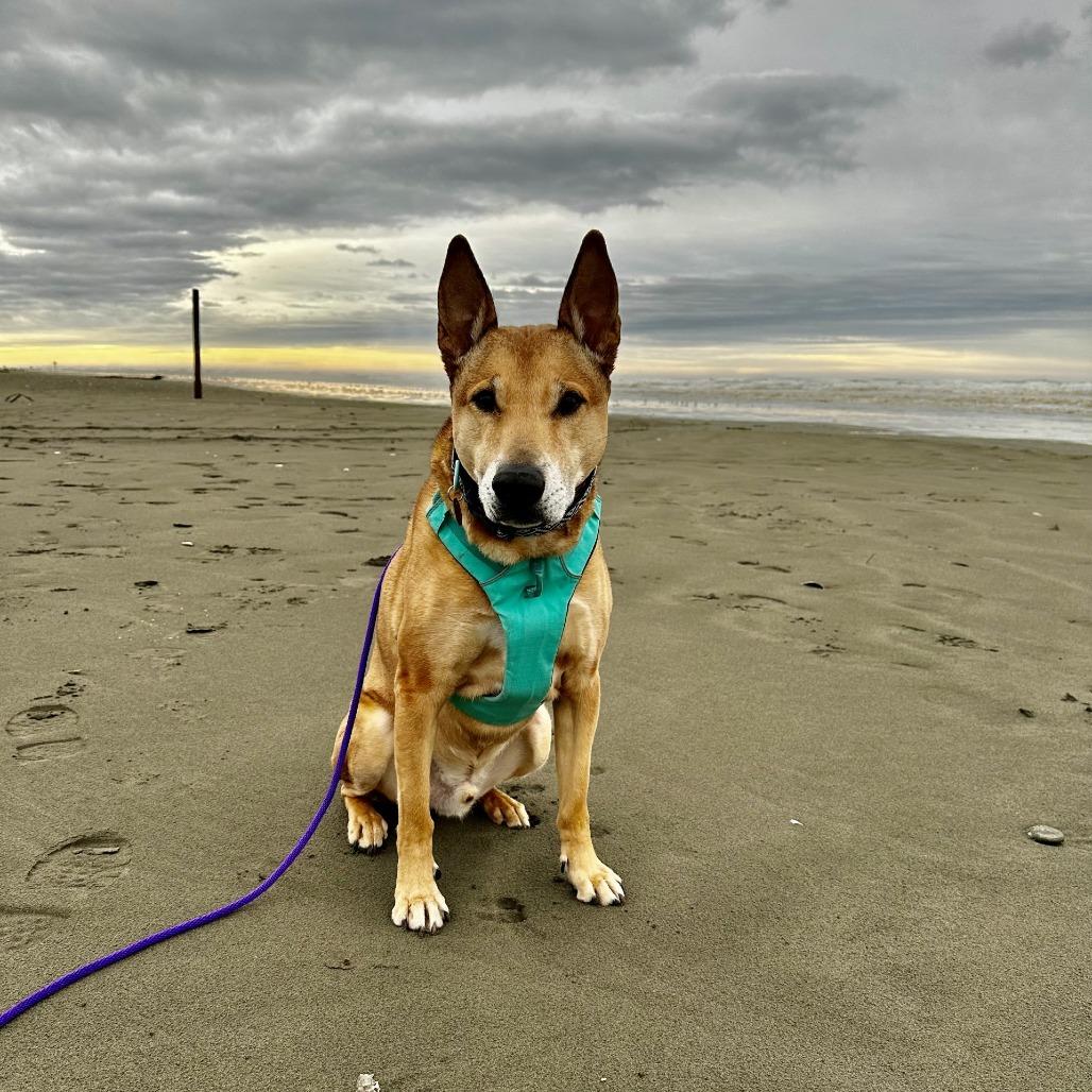 Bobby, a Adoptable mixed breed in Woodinville, WA image 2/6