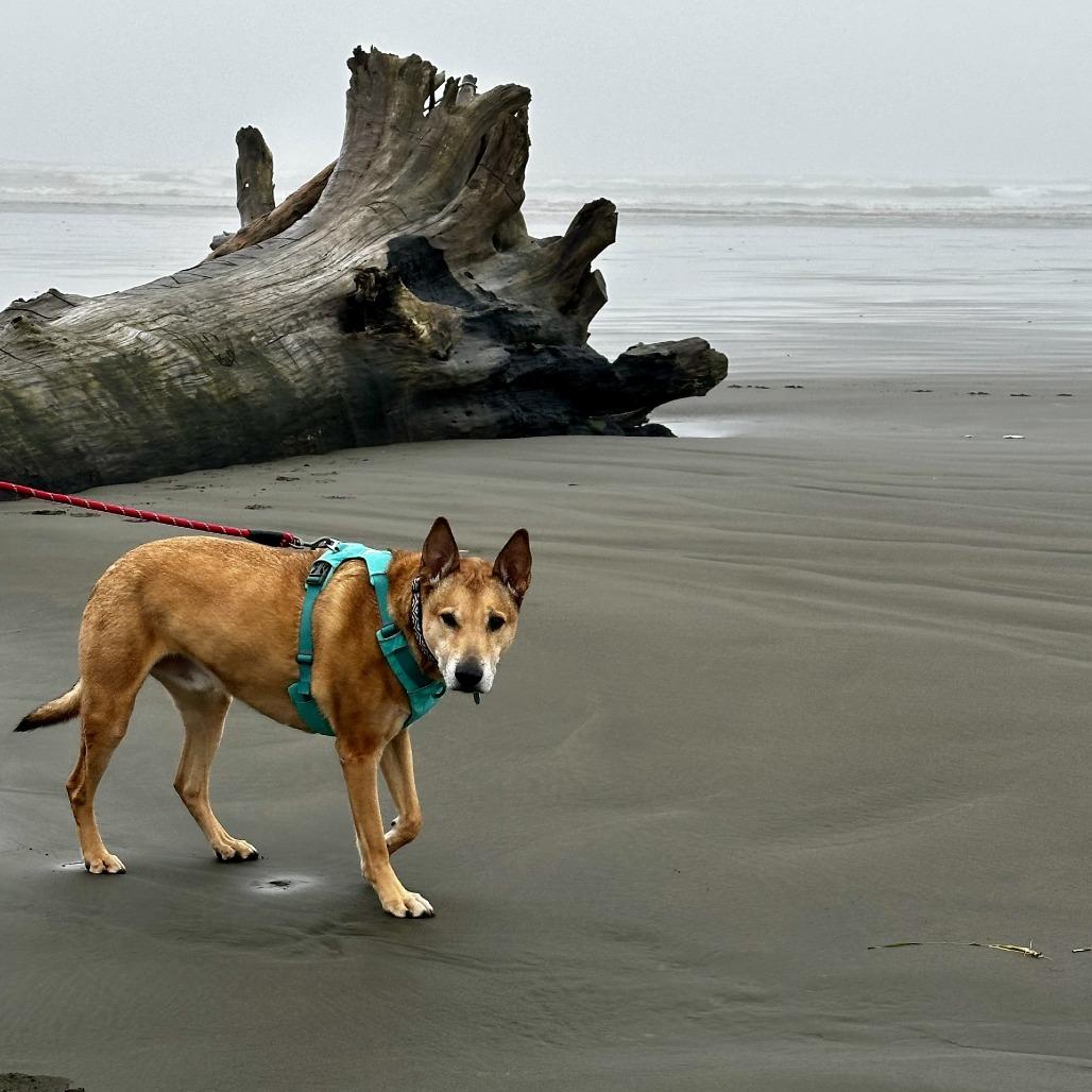 Bobby, a Adoptable mixed breed in Woodinville, WA image 3/6
