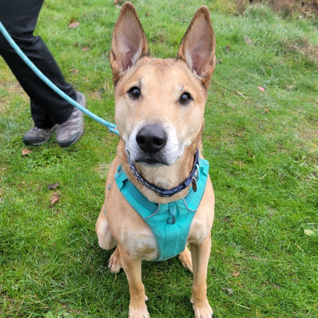 Enlarge Bobby, a Adoptable mixed breed in Woodinville, WA image 4/6