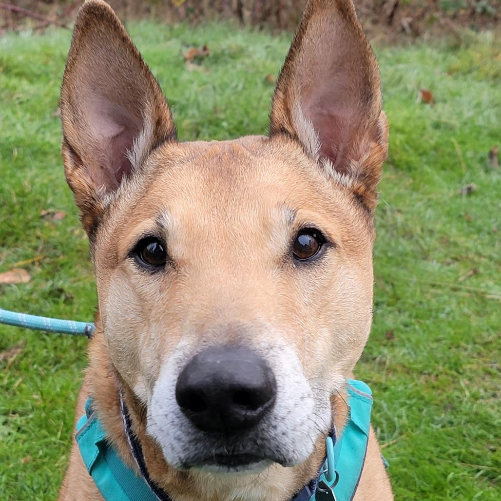 Enlarge Bobby, a Adoptable mixed breed in Woodinville, WA image 5/6