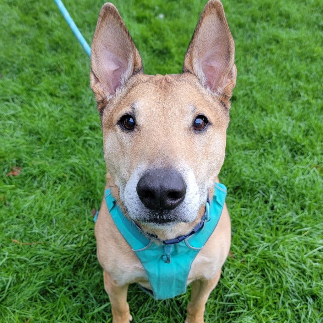 Enlarge Bobby, a Adoptable mixed breed in Woodinville, WA image 6/6
