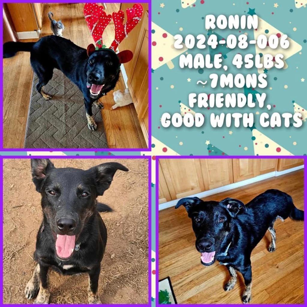 Enlarge 2024-08-006 *Ronin*, a Adoptable Shepherd in Winder, GA image 1/1