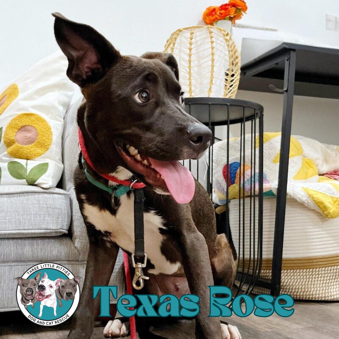 Dog for adoption Texas Rose, a Pit Bull Terrier & Labrador Retriever
