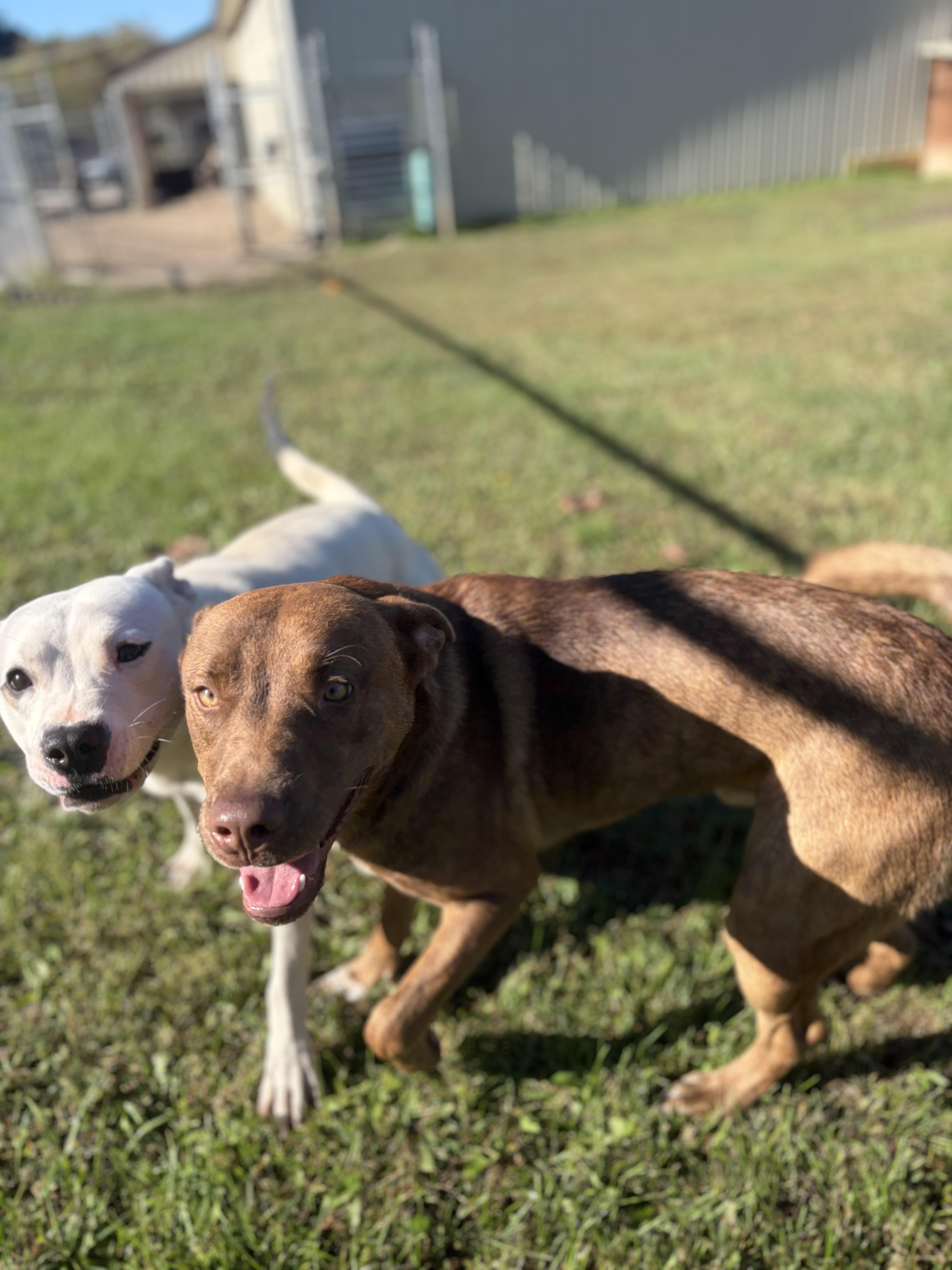 Enlarge Tam-Tam, a Adoptable mixed breed in Pomeroy, OH image 3/3