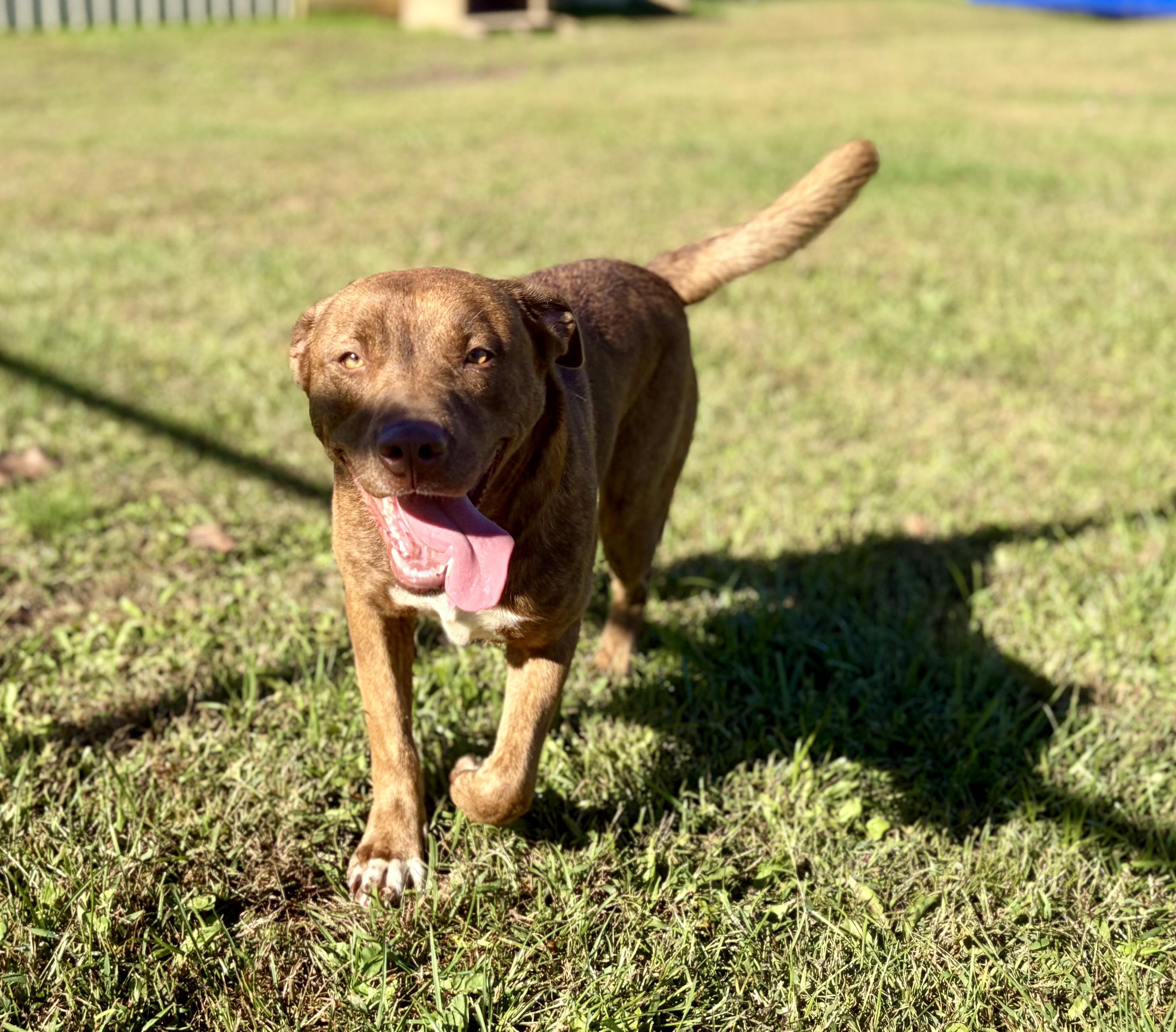Enlarge Tam-Tam, a Adoptable mixed breed in Pomeroy, OH image 2/3