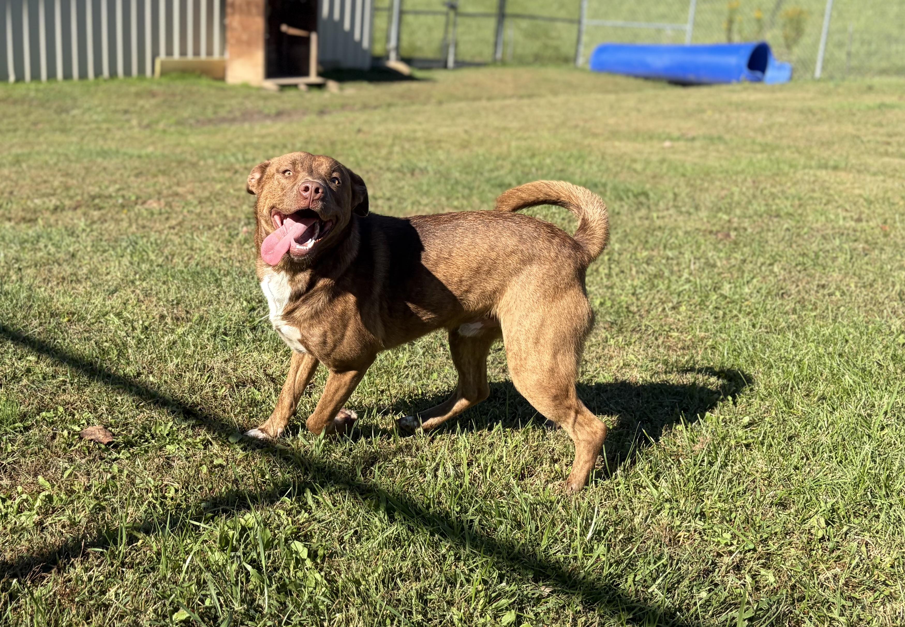 Tam-Tam, Adoptable, Adult Male Mixed Breed.