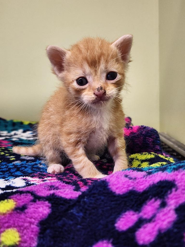Enlarge Wee Man, a Adopted mixed breed in Auburn, IN image 1/1