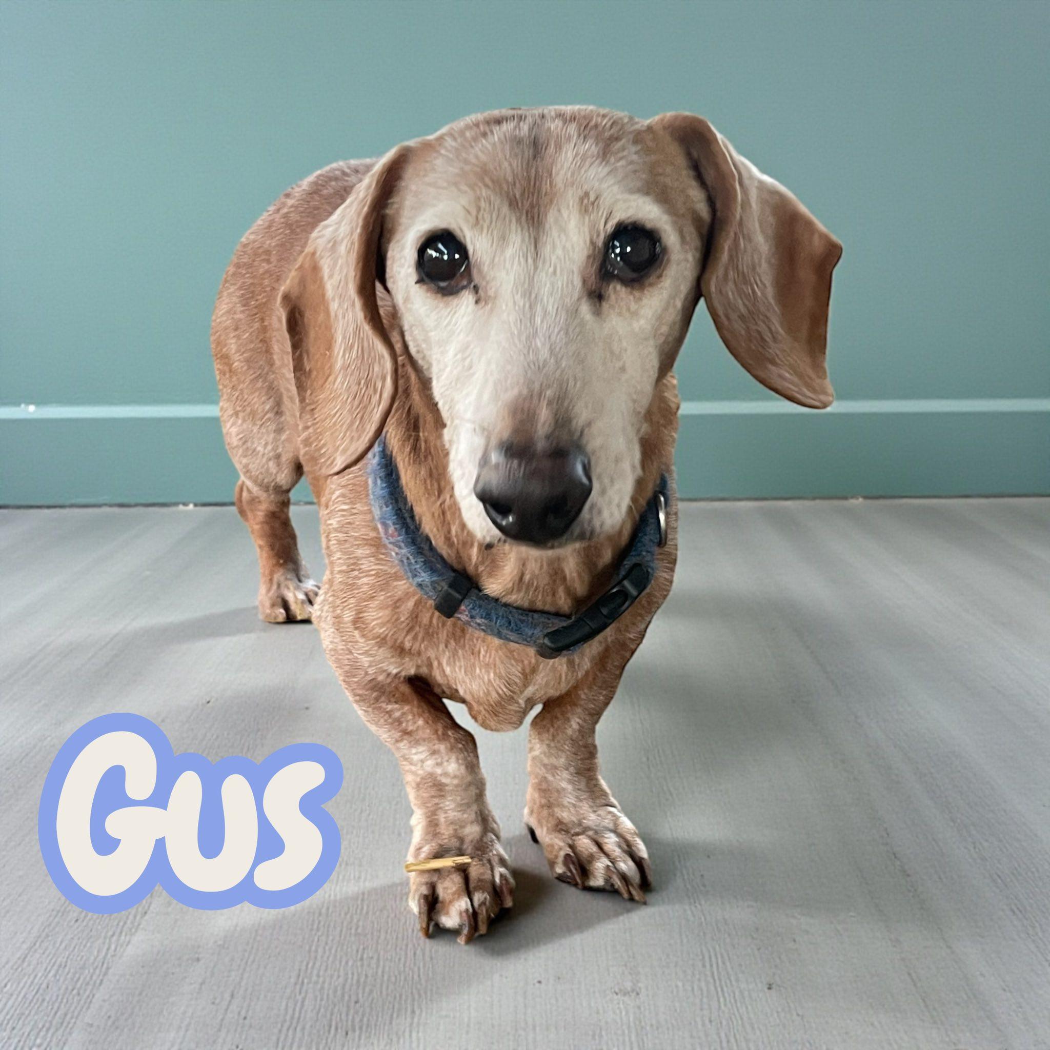 Tanner & Gus Nj thumbnail 2