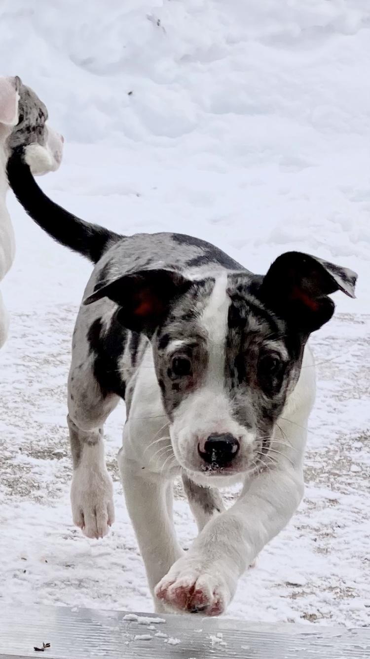 Gomez, adopted, Puppy Male Australian Shepherd.