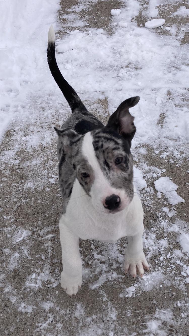 Gomez, an adopted mixed breed in St. Ignace, MI image 2/2