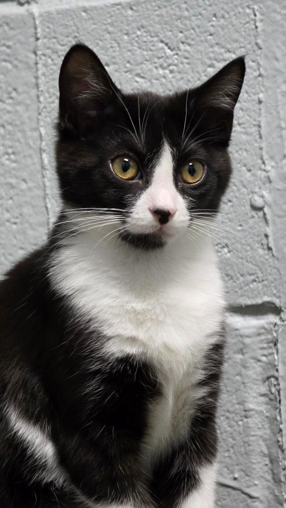 Enlarge Bennie, a Adoptable mixed breed in Huntington, IN image 1/1