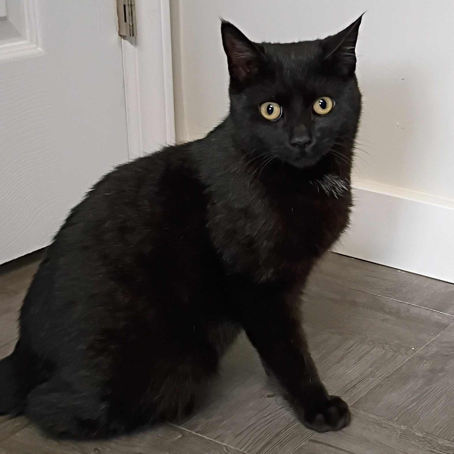 Enlarge Star, an adopted Domestic Short Hair in Rogersville, TN image 2/5