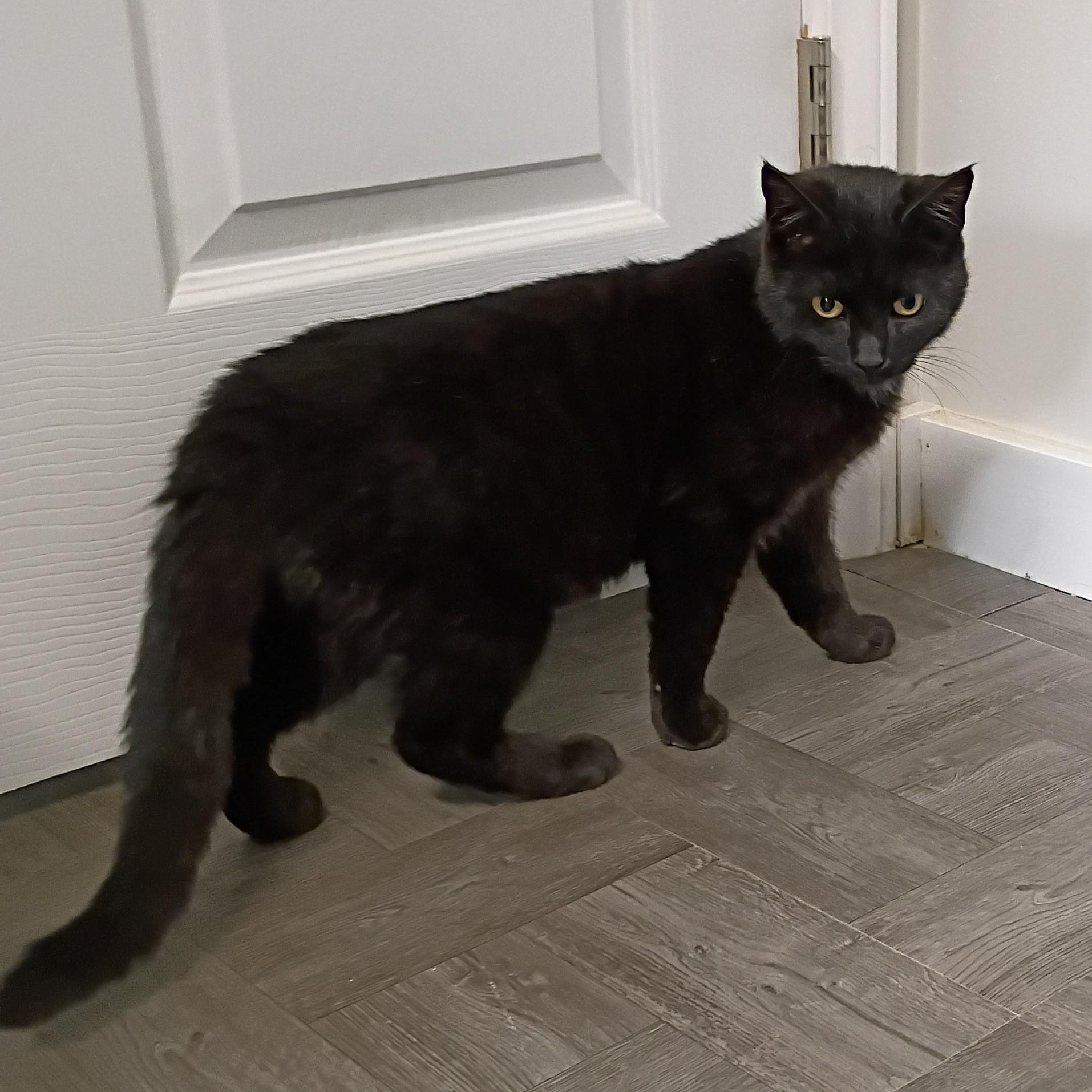 Enlarge Star, an adopted Domestic Short Hair in Rogersville, TN image 5/5