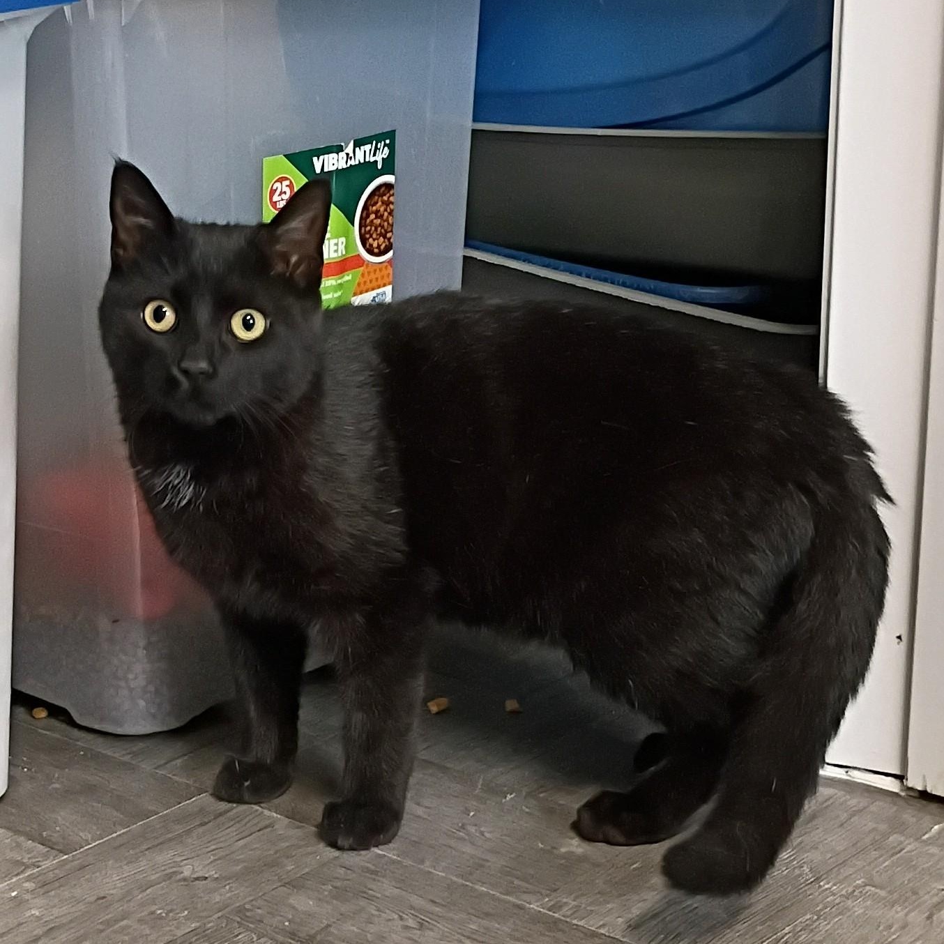 Enlarge Star, an adopted Domestic Short Hair in Rogersville, TN image 4/5