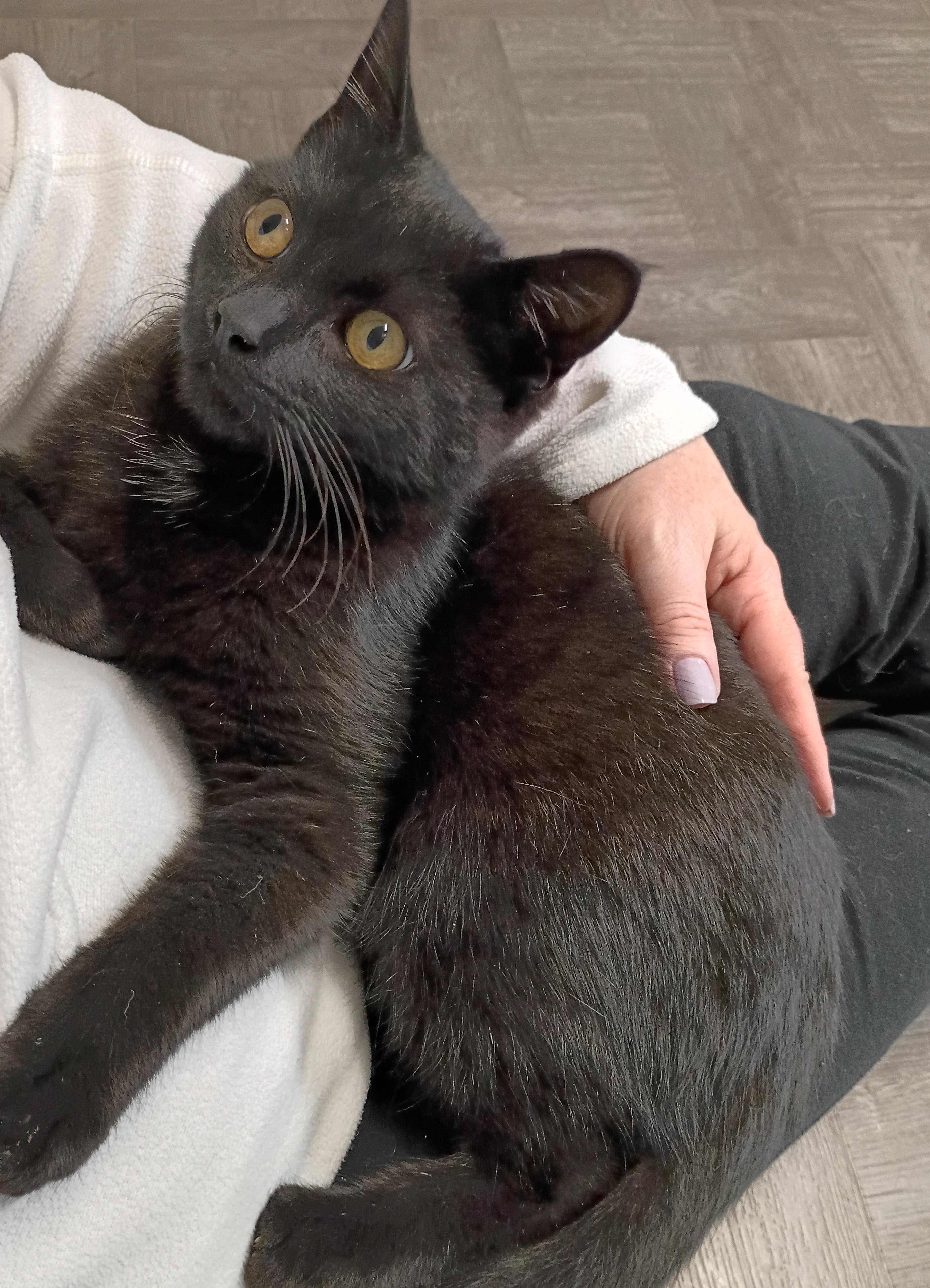 Enlarge Star, an adopted Domestic Short Hair in Rogersville, TN image 3/5