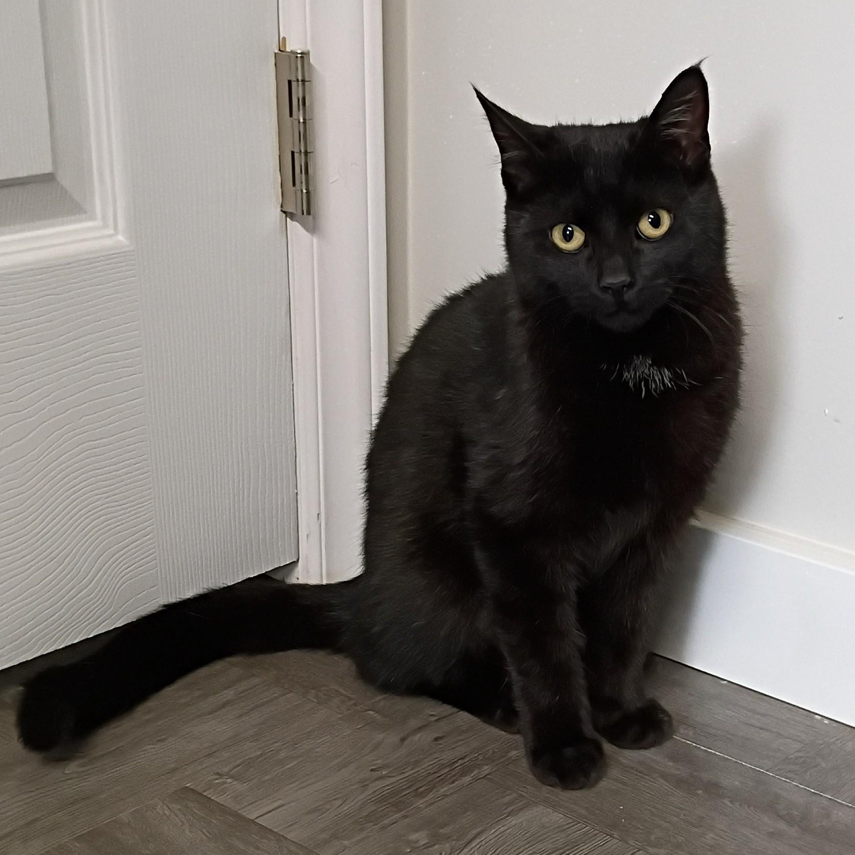 Star, adopted, Young Male Domestic Short Hair.