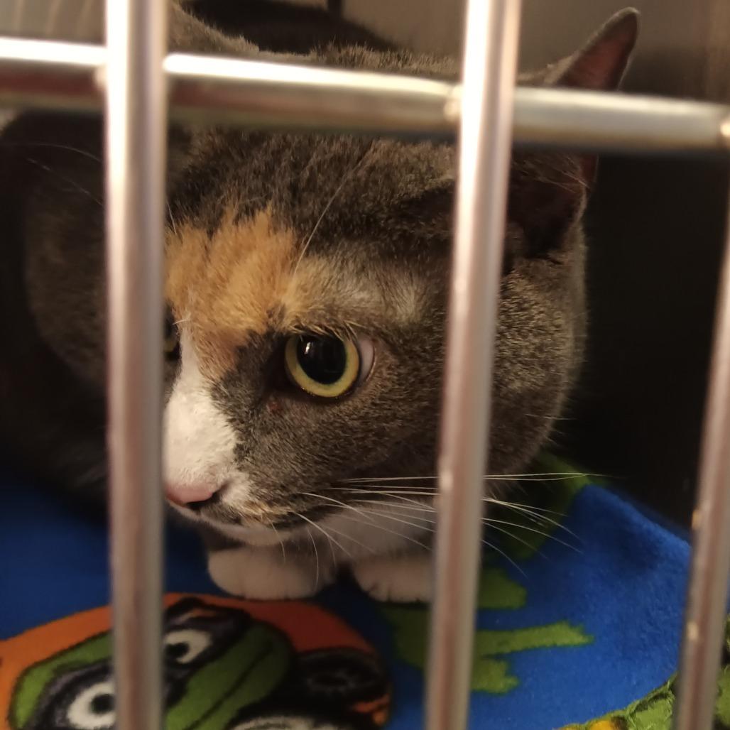 Crackly, Adoptable, Adult Female Domestic Short Hair.
