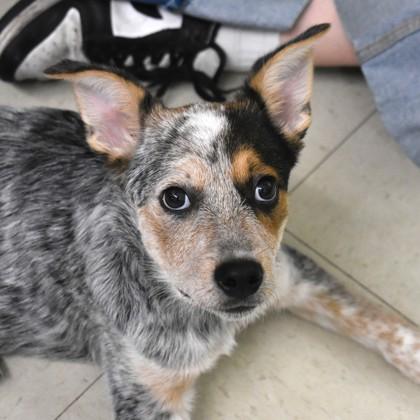 Enlarge Comet, an adopted mixed breed in Flagstaff, AZ image 1/1