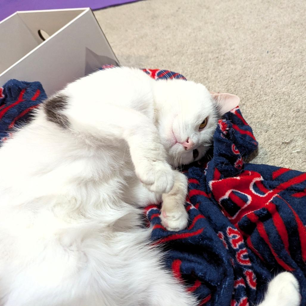 Enlarge Bee, a Adoptable Domestic Short Hair in Shawnee, KS image 1/6