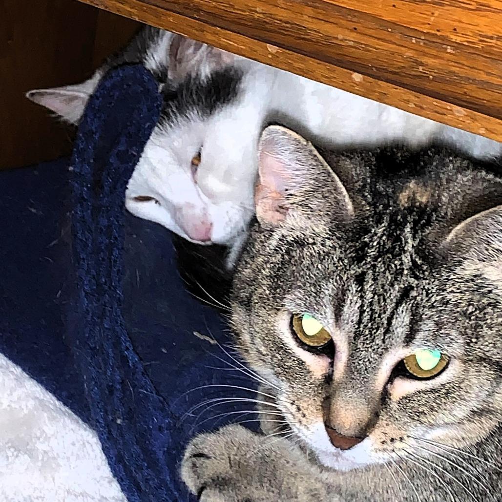 Enlarge Bee, a Adoptable Domestic Short Hair in Shawnee, KS image 2/6