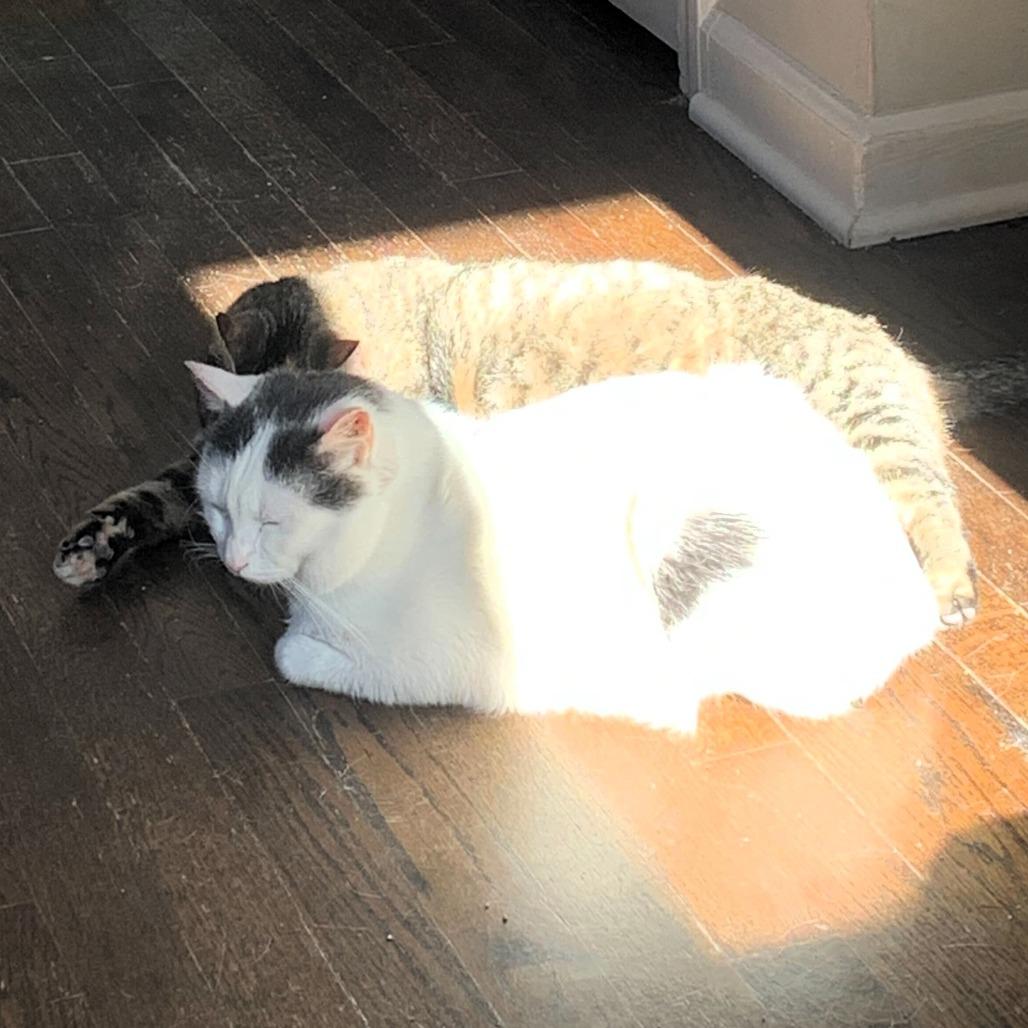 Enlarge Bee, a Adoptable Domestic Short Hair in Shawnee, KS image 3/6