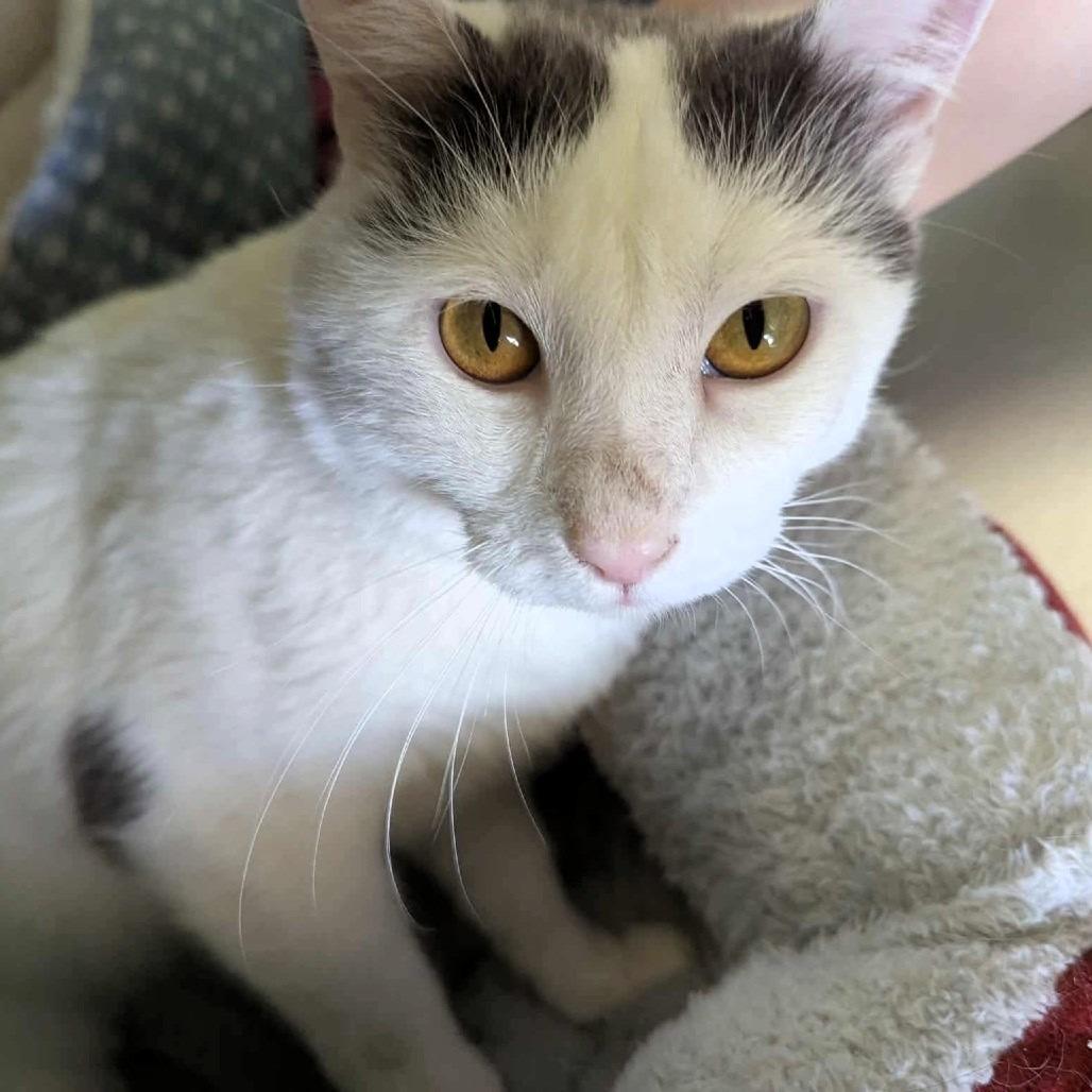 Enlarge Bee, a Adoptable Domestic Short Hair in Shawnee, KS image 3/6