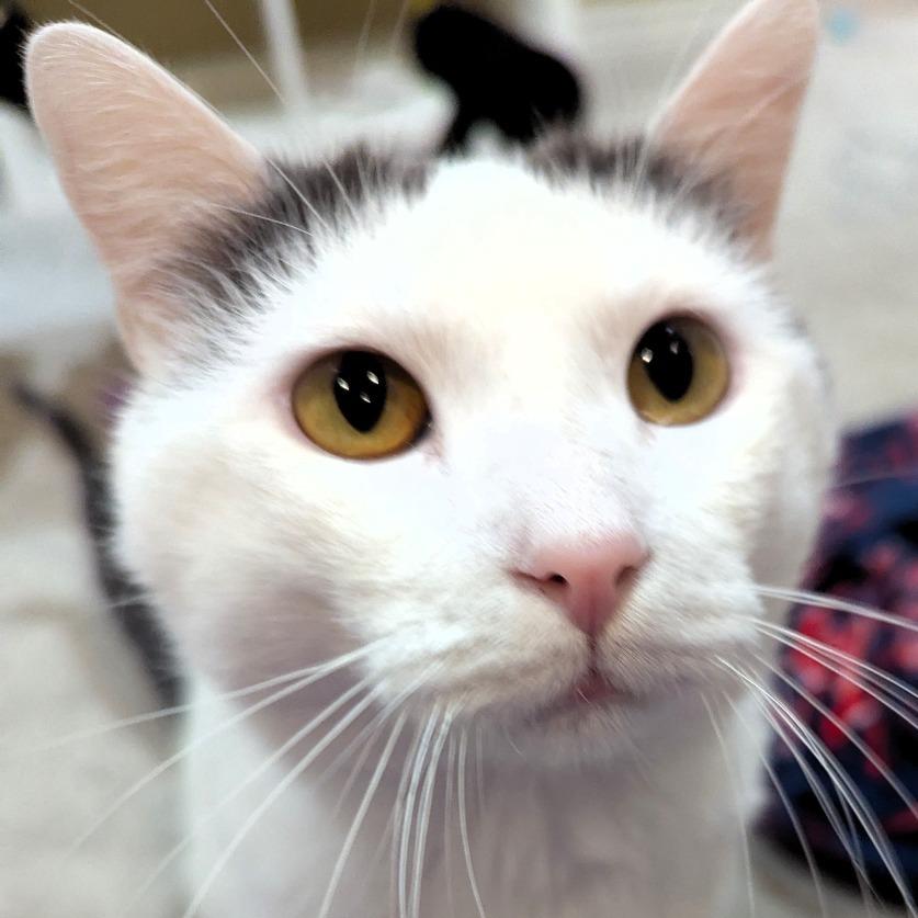 Enlarge Bee, a Adoptable Domestic Short Hair in Shawnee, KS image 5/6