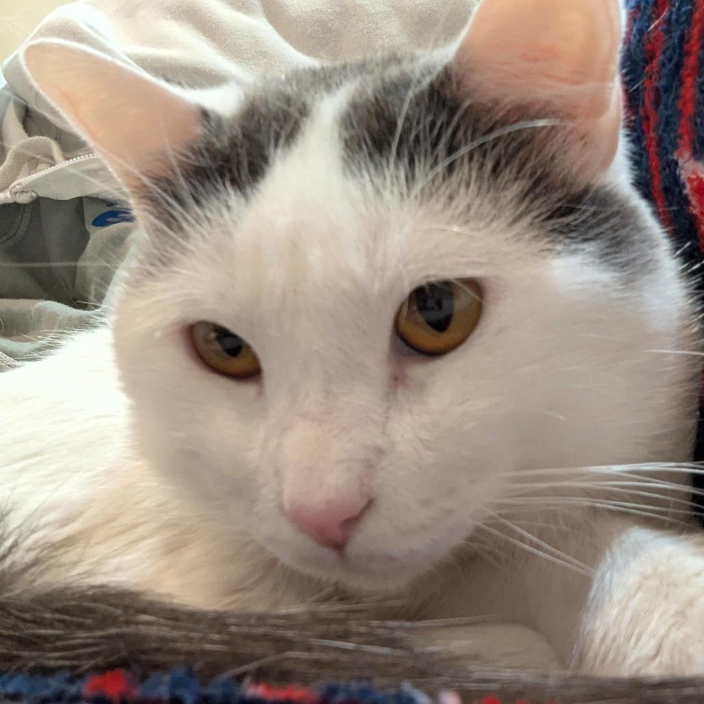 Enlarge Bee, a Adoptable Domestic Short Hair in Shawnee, KS image 5/6